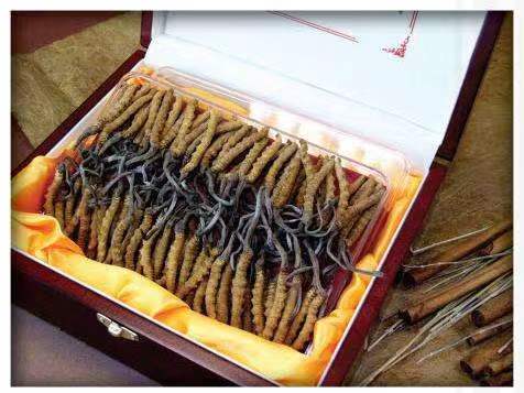 南郑冬虫夏草回收